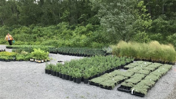 Une pépinière pour la Ville de Salaberry-de-Valleyfield