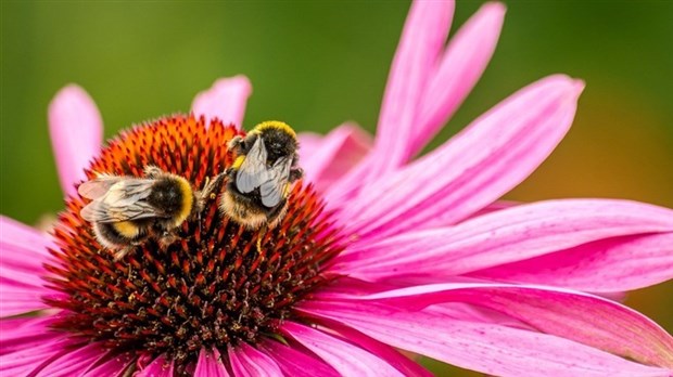 Les bourdons résistent moins à la chaleur que les abeilles