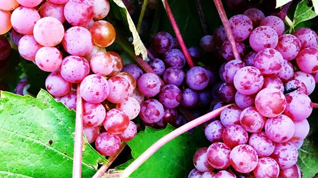 Les fruits seront plus petits et moins savoureux cet été