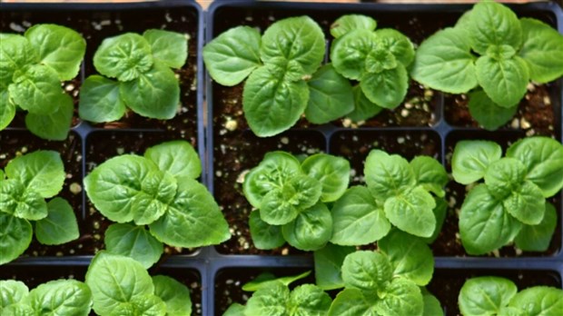 Pré-vente en ligne de plantes comestibles et médicinales