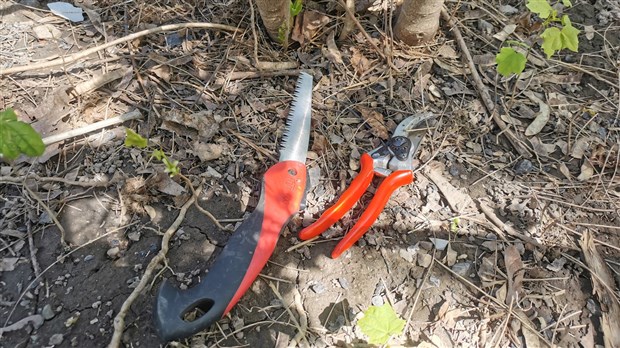 Rencontre technique: Des bonnes pratiques pour ne pas mettre les arbres en danger
