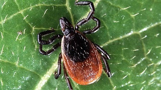 La maladie de Lyme gagne du terrain dans la région 