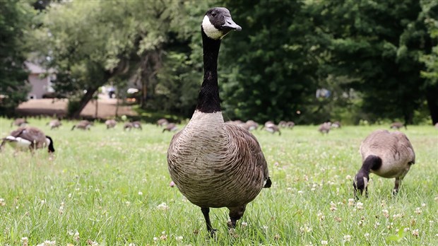 Grippe aviaire : les propriétaires de volaille doivent être vigilants 