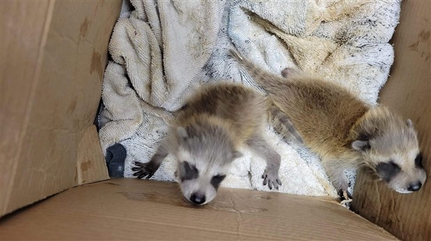Raton laveur: message d'intérêt public des Services animaliers de Salaberry-de-Valleyfield 