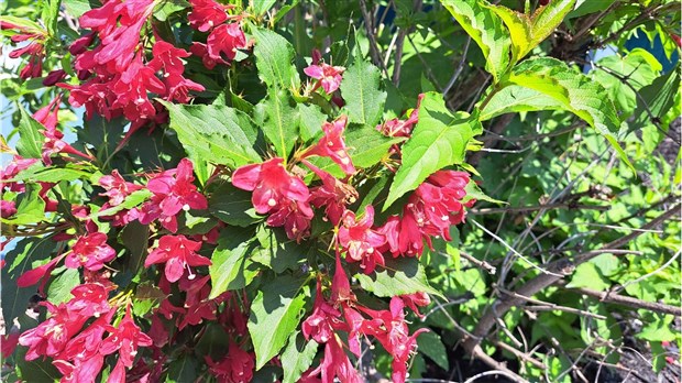 Retour du concours Jardins fleuris à Sainte-Martine 