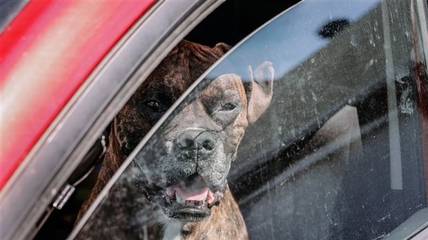 Quoi faire avec un chien laissé dans une voiture?