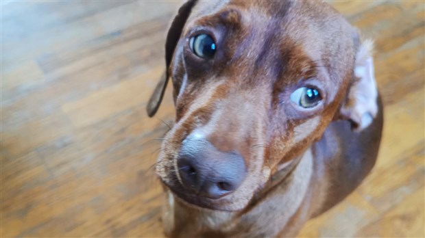 Les feux d'artifice et les chiens ne font pas toujours bon ménage