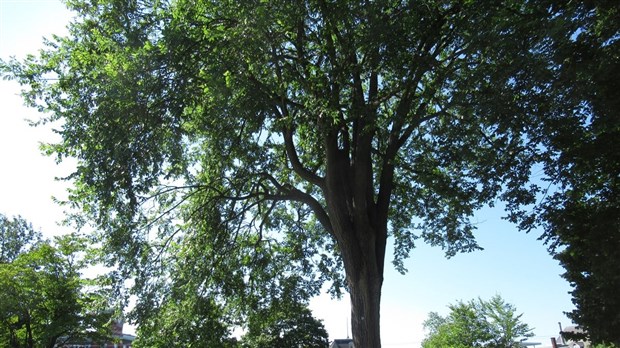 Jusqu'au 16 octobre, Crivert propose de découvrir la patrimoine arboricole local