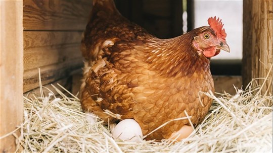 Comment prévenir la grippe aviaire chez sa volaille? 