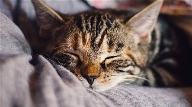 Reprise des activités régulières aux Services animaliers de Salaberry-de-Valleyfield
