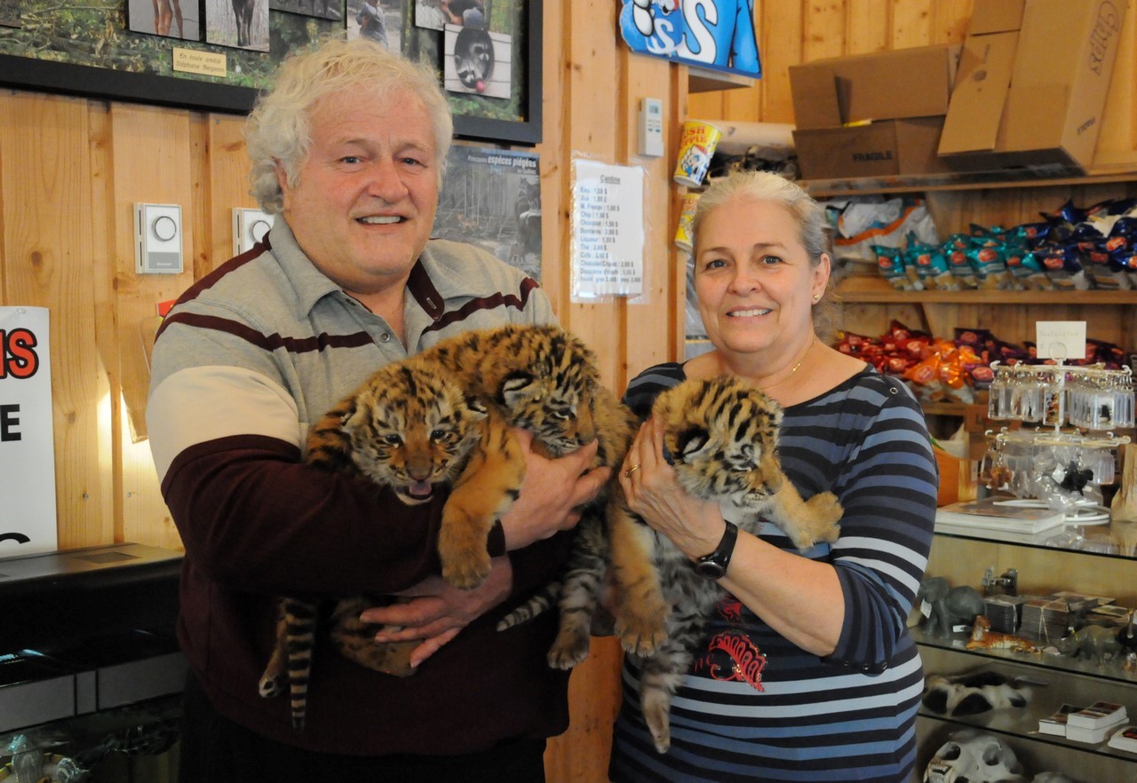 Les Bebes Tigres Pourront Bientot Se Faire Caresser Saguenay Lac St Jean Neomedia