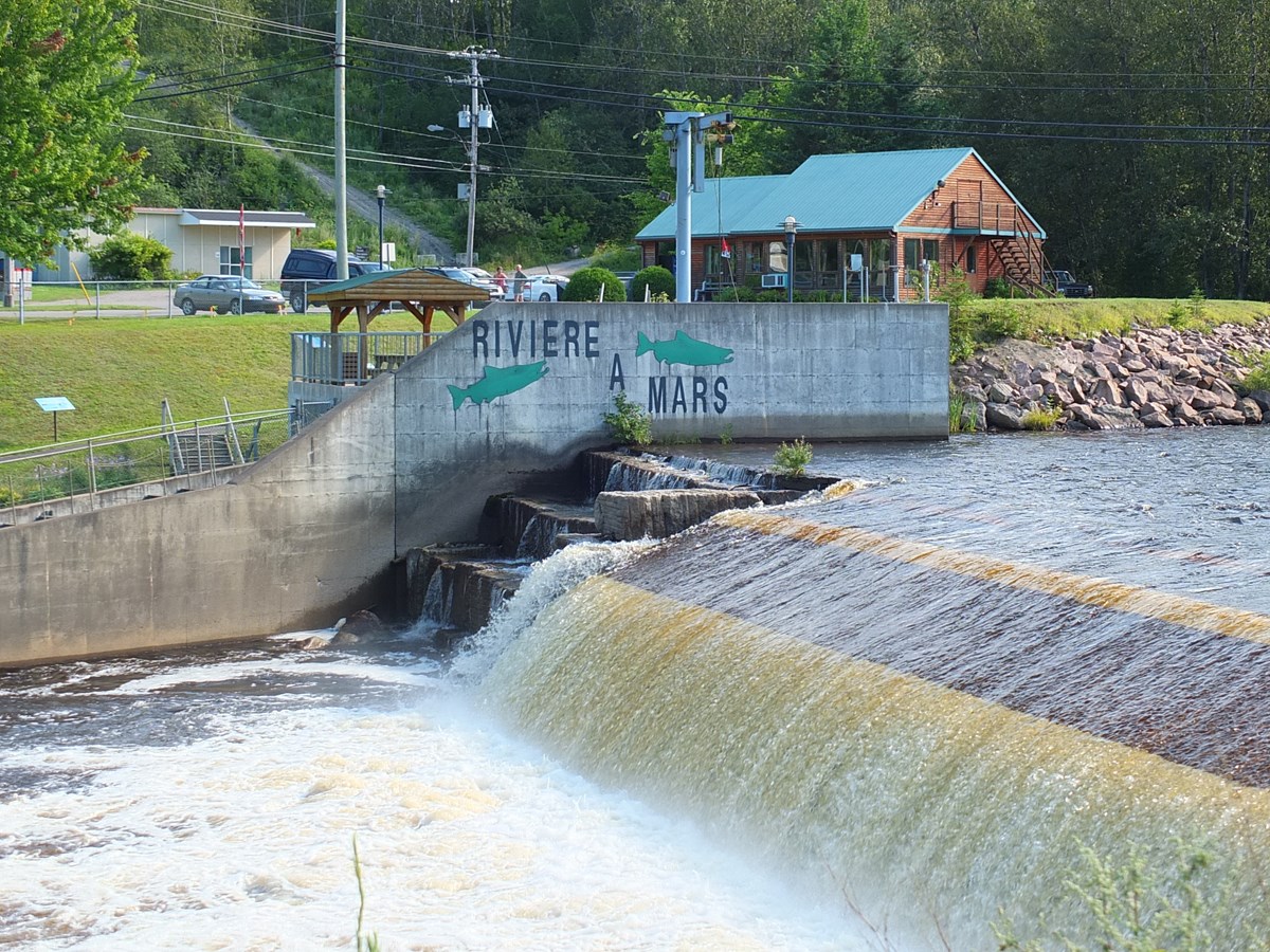 Les saumons et truites de mer sont au rendezvous à la Passe à saumon