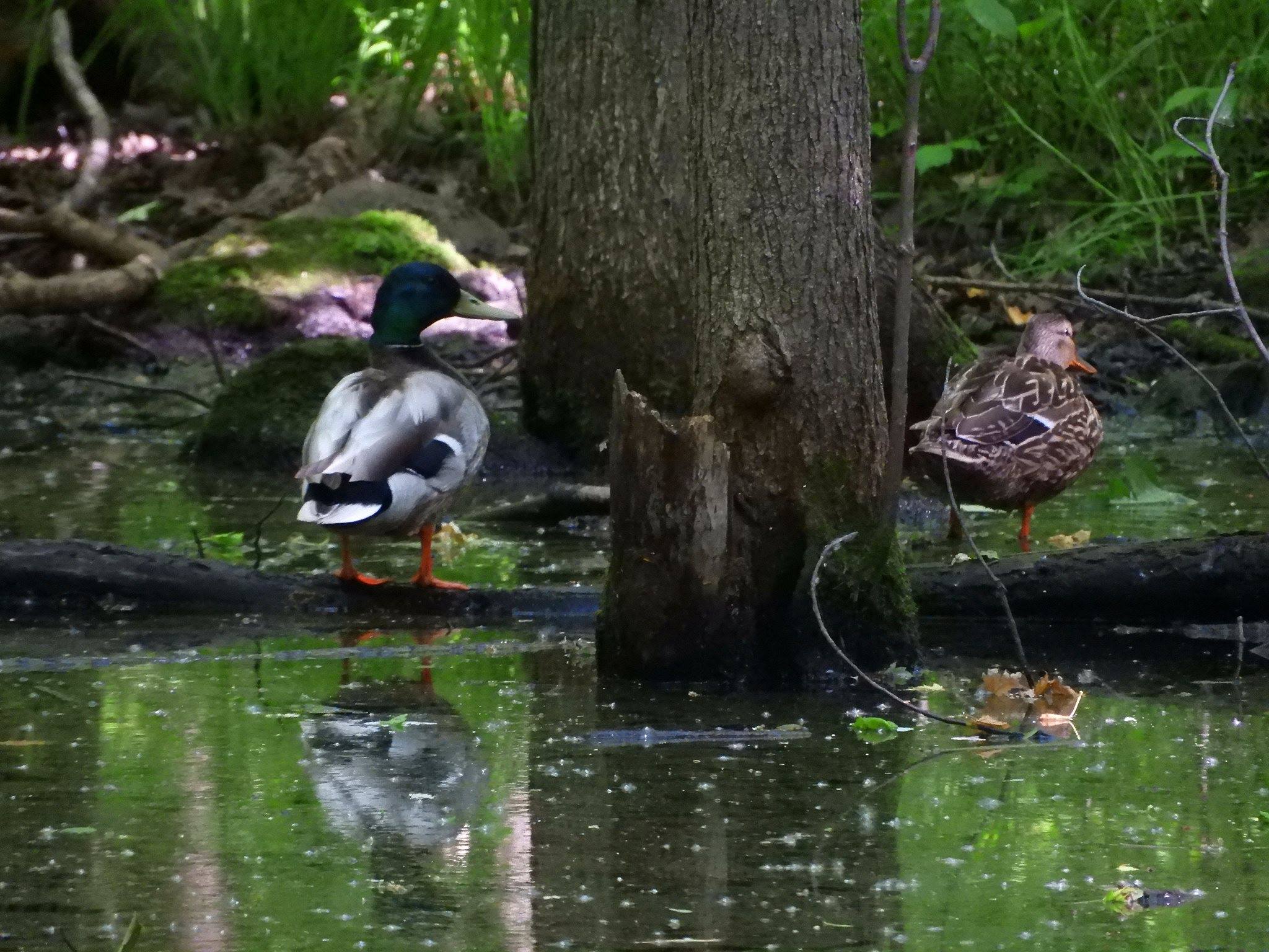 Courtoisie Facebook Sauvez Rousseau Wetlands